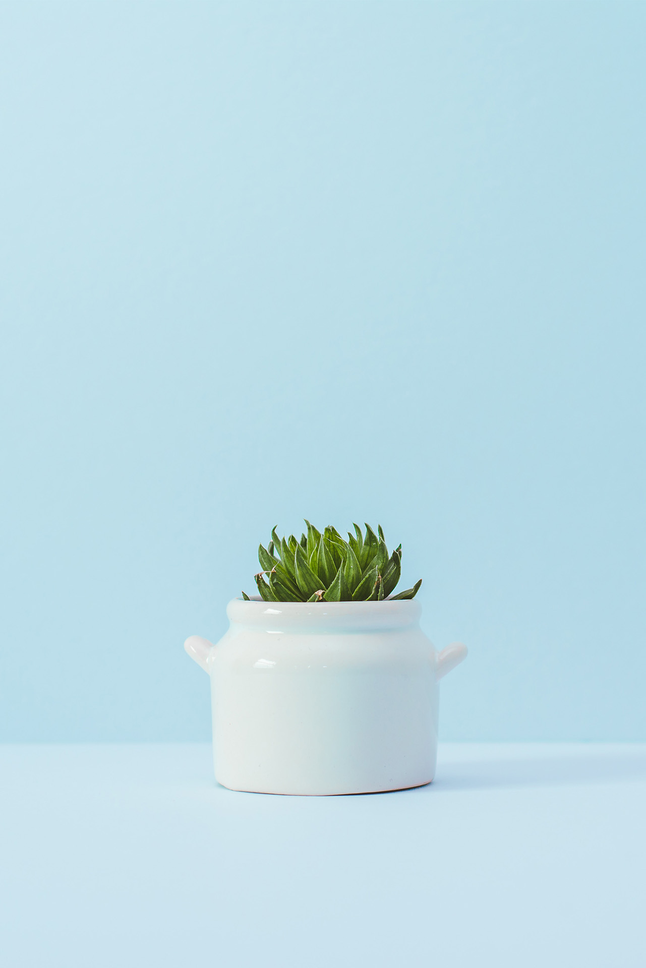 Plante Succulent dans un pot blanc devant un fond bleu clair